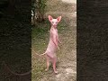 Patli Kamariya Billi Dance Shorts Viralshorts Catvideos