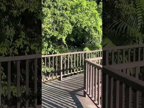 Exploring Sri Nakhon Khuean Khan Park 🌳🥞 #BangKrachao #WoodenBridge #SriNakhonKhueanKhanPark