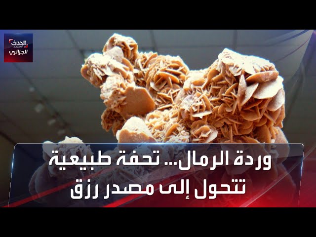 وردة الرمال