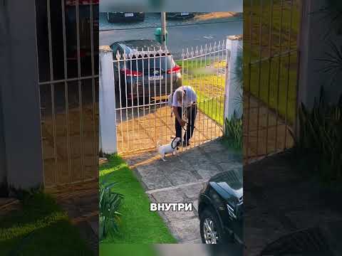 Дедушка спасал пса ценой РАССТАВАНИЯ😔🐾💔