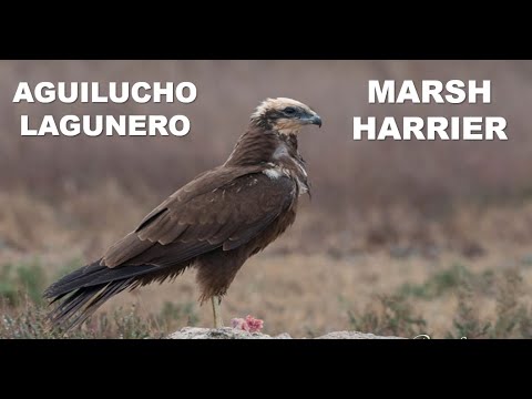 AGUILUCHO LAGUNERO | MARSH HARRIER | Circus aeruginosus