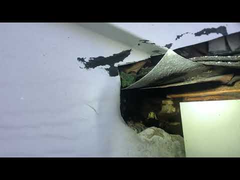 Hole in the Soffit Loaded with Yellow Jackets in Bernardsville, NJ