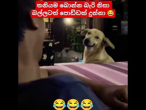 පොඩ්ඩක් වැඩි උනා 😂 #funny #dog #lol