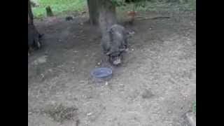 Sanctuary 3. Great Lakes Sanctuary. Visiting Homie my pot bellied pig with my girlfriend Nancy.