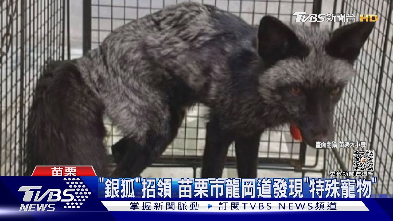 「銀狐」招領　苗栗市龍岡道發現「特殊寵物」