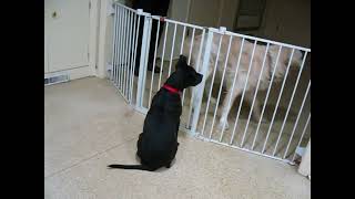 Video preview image #1 Mutt Puppy For Sale in Enfield, CT, USA