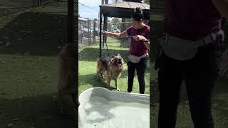 Video preview image #1 German Shepherd Dog Puppy For Sale in Pasadena, CA, USA