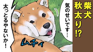 「太っとるやないか!!」 - 体型も衣替えする柴犬【アニメ】【漫画】