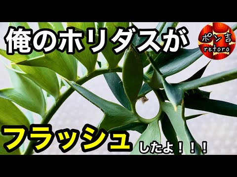 園芸 アルテンシュタインのエンセファラトス