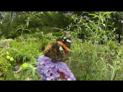 butterfly in riverside park