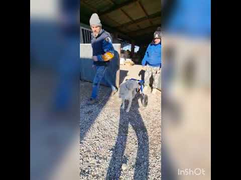 Video di MOIRA