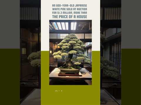 Part of a video titled An 800-year-old bonsai sold for how much? #bonsai ... - YouTube