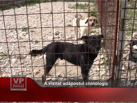A vizitat adăpostul chinologic