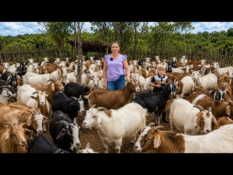 FUI CONHECER A RAINHA DAS CABRAS EM GADO BRAVO LUBIA DO CAPRIL LJ  