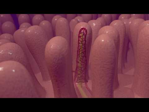 Role of the Lacteal in Lipid Transport