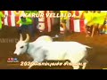 Karur Vellaiyan Kalai Jallikattu2020 Karur Kalai Jallikatu