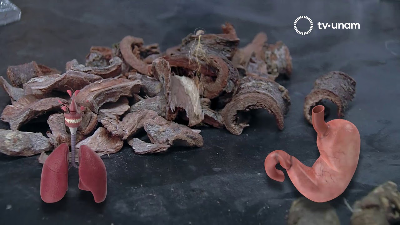 Medicina tradicional contra la gastritis