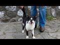 Tuxedo Cat Meowing Very Loudly Is So Hungry