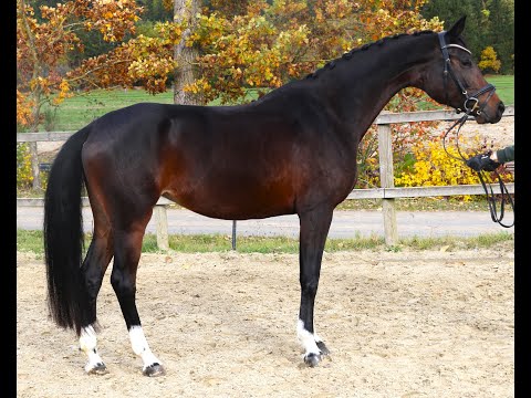 Fomera von Worrenberg, Holst, geb. 6.18, For Romance I x Ampere, Stamm 541, hatte 4jährig ein Fohlen