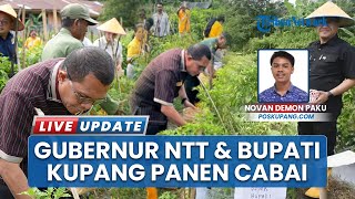Sinergi Pemda NTT: Gubernur dan Bupati Kupang Apresiasi Panen Raya Cabai di SMAN 1 Kupang Timur