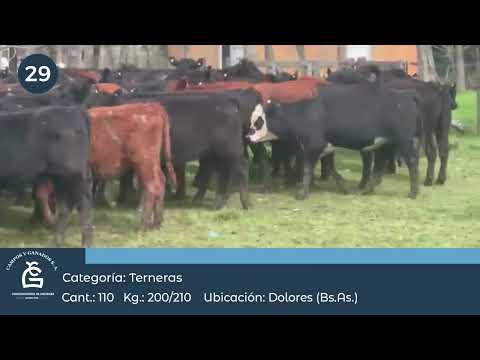 Lote Hembras- Dolores Bs As