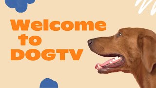 DOGTV: Lifetime Subscription