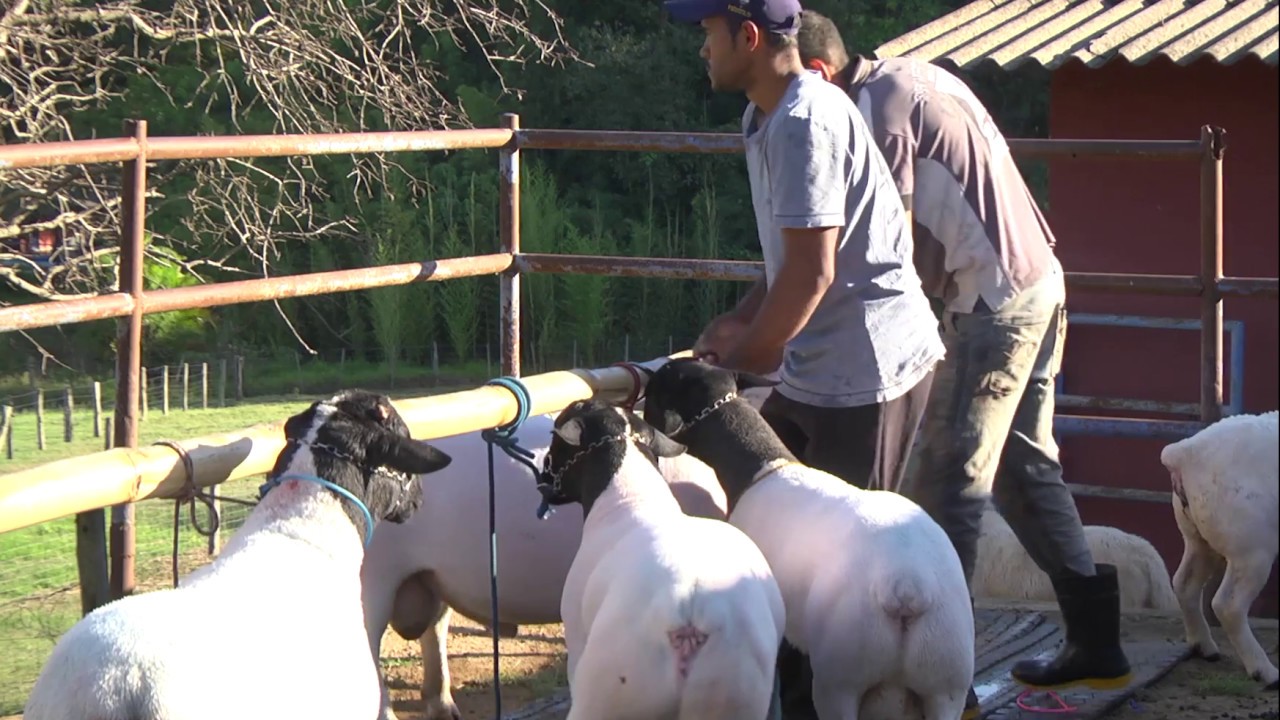 SENAR EM CAMPO - Histórias de Sucesso/ Ovinos (GO)