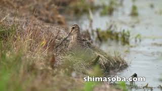 遠征ジシギ合宿で念願のオオジシギ!!(動画あり)