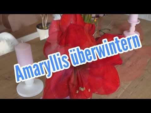 Overwintering Amaryllis and making it bloom again Amaryllis dormancy