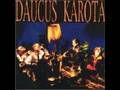 Daucus Karota - Angel 