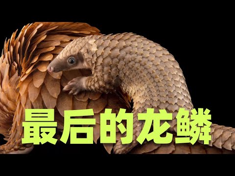 穿山甲——已经进化到无死角防御了没想到遇到异食癖