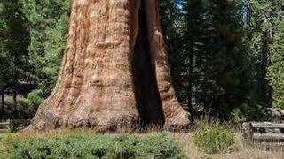 SEQUOIA National park U.S. Forest Service:plane landed nose down