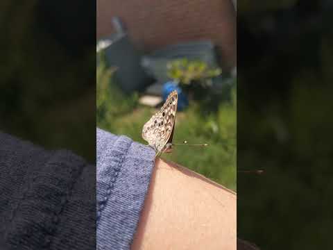 Hackberry Emperor (Asterocampa celtis)
