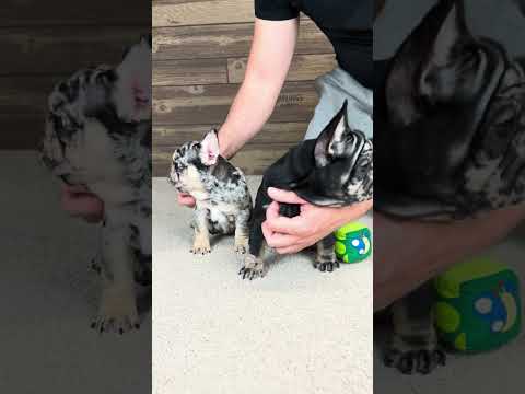 Video 2