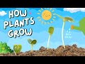 How Plants Grow A Fun And Educational Video For Kids
