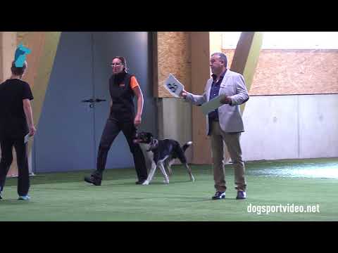 Finals - Marjolein van Rotterdam + Made my day of Silent Storm / Border Collie - Netherlands