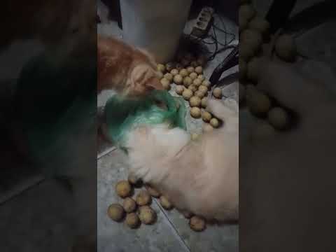 moci kucing lucu.....