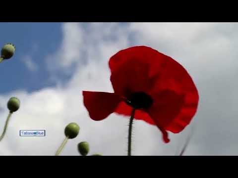 Nature Dance   Stive Morgan 720p6142