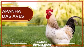 Miniatura do vídeo
