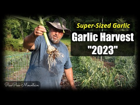 The First Fruits / Celebrating a Successful Garlic Harvest in 2023