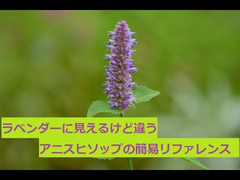 ヒソップについて詳しく解説