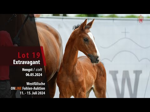 ONLINE Fohlen-Auktion Lot 19 Extravagant Hengst v. Escaneno - Dankeschön