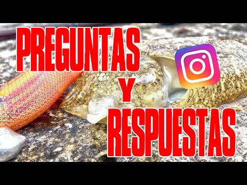 𝗣𝗥𝗘𝗚𝗨𝗡𝗧𝗔𝗦 𝗬 𝗥𝗘𝗦𝗣𝗨𝗘𝗦𝗧𝗔𝗦 de Instagram en 🔴Directo! (1ºParte)