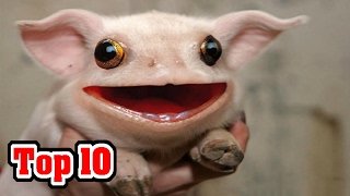 Top 10 CREATURES You Didn't Know EXISTED