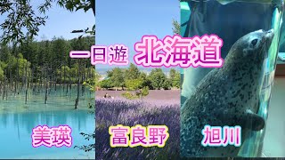 【一日夏天北海道】遊玩旭川動物園/美瑛青池/富良野薰衣草田｜影片中有爬蟲類畫面出現,請斟酌觀賞｜