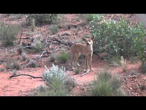 Dingo in the Gibson Desert