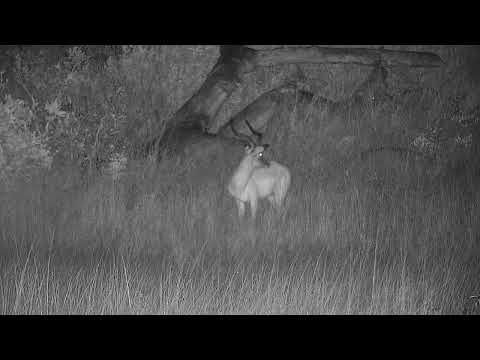 Djuma: Lone Impala ram - 23:14 - 04/20/2022