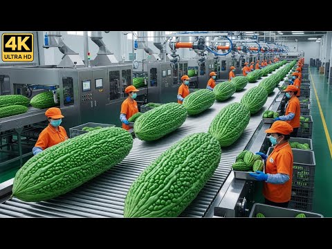 Inside the Bitter Melon Factory What Makes This Bitter Fruit Worth 10× More ? (Full Process)
