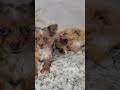 Chihuahua dogs for sale: Hunter - Video 1