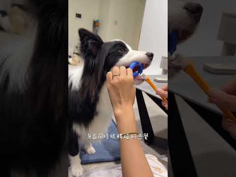 超喜歡和Nuts一起訓練的過程😍 #bordercollie #邊境牧羊犬